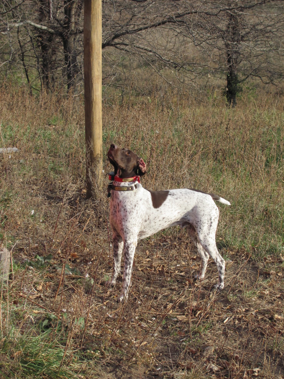 Dogs 005.jpg