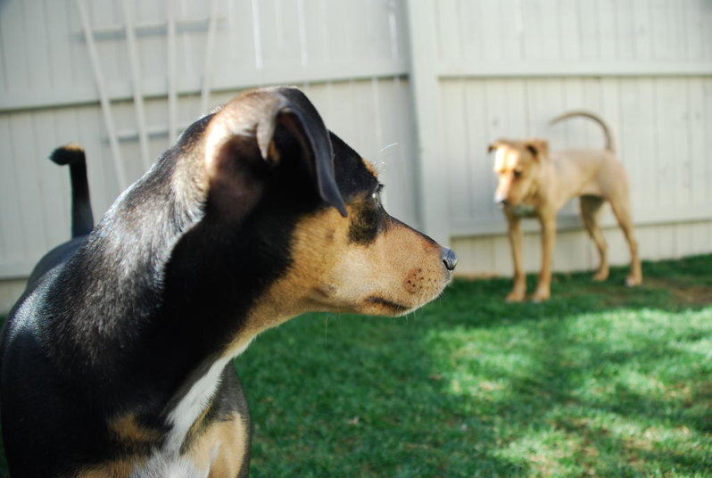 Dogs 010.jpg
