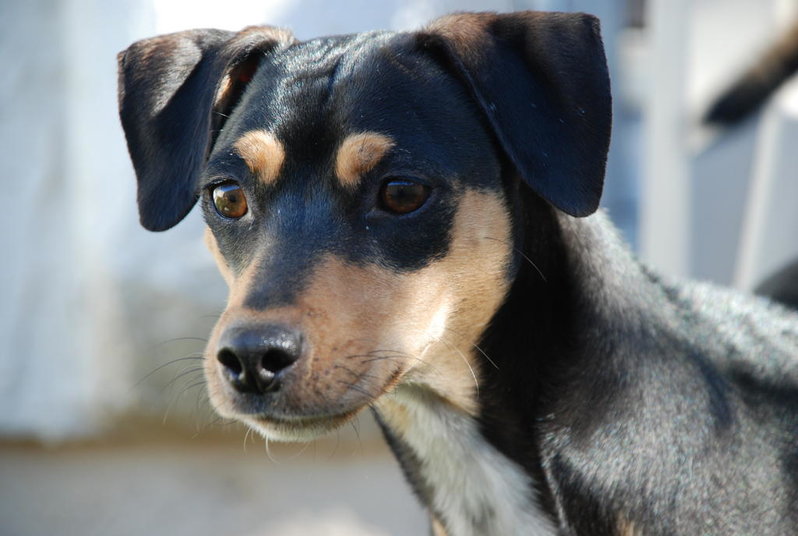 Dogs 022.jpg