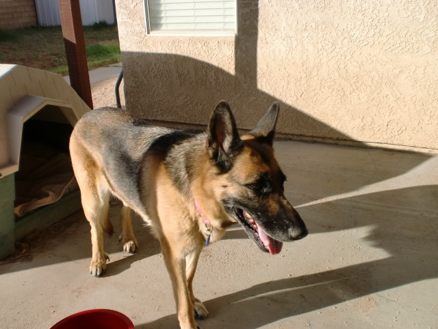 dogs 023.jpg