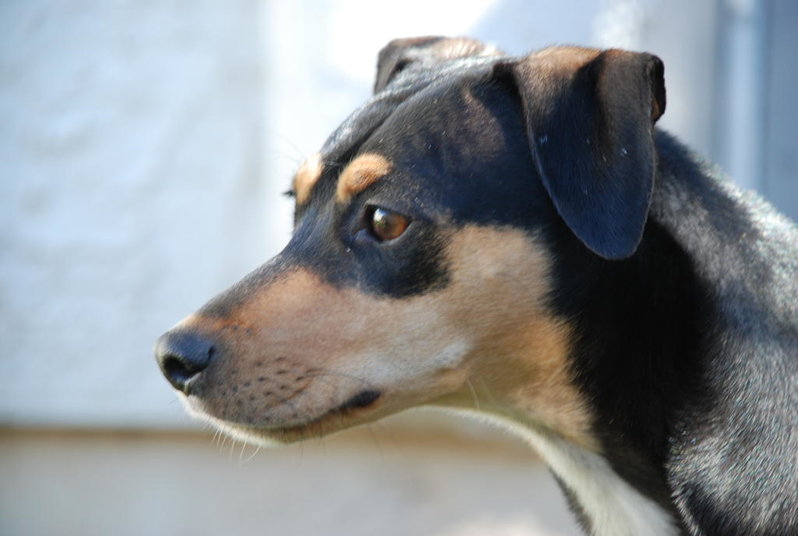 Dogs 023.jpg