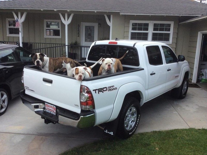 Dogs%20in%20Tacoma_zpsxyk0jfod_be3c52ec09f3c599e51908b24c2525e061e593b4.jpg