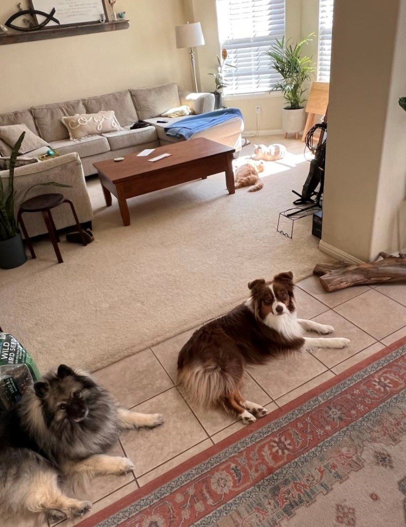 dogs and cats.jpg