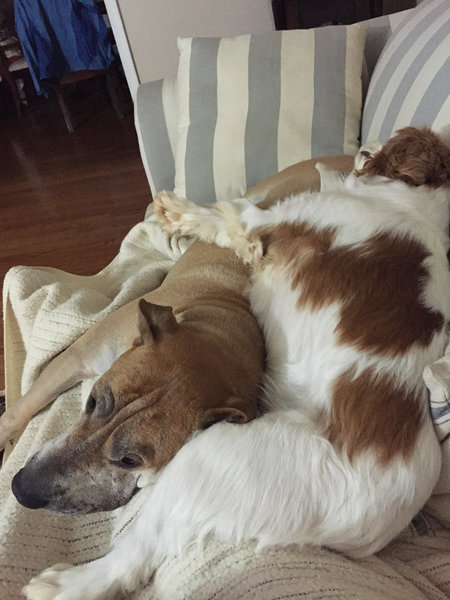 dogs cuddling.jpg