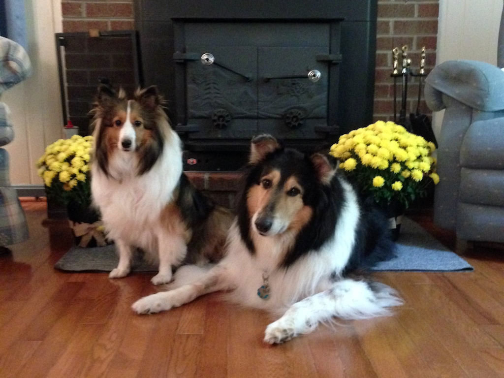 Dogs Fireplace 1024.jpg