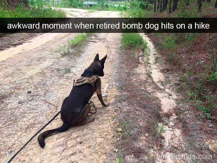 dogs-funny-snapchats-5a2f980022341__700.jpg