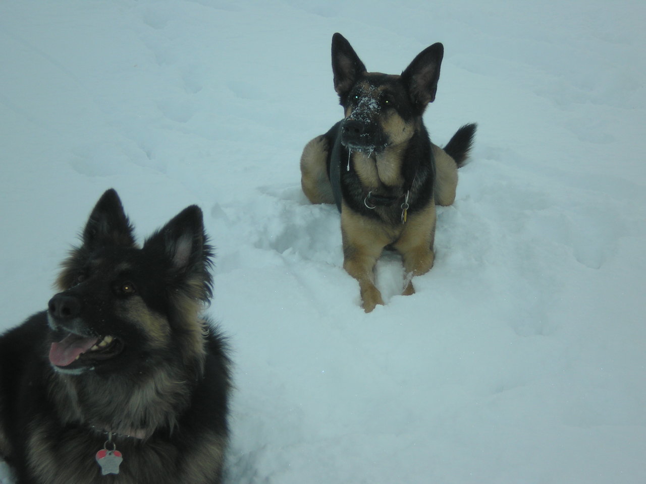 Dogs in the snow.jpg