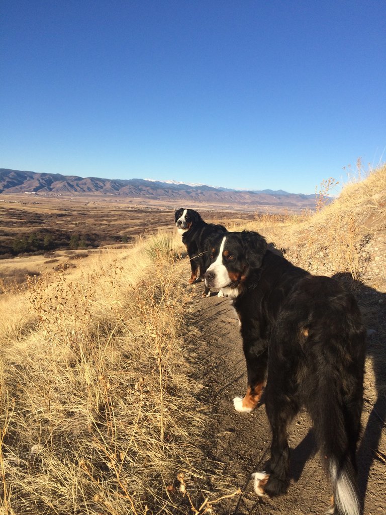 Dogs.jpg
