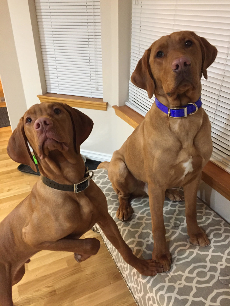 Dogs.jpg
