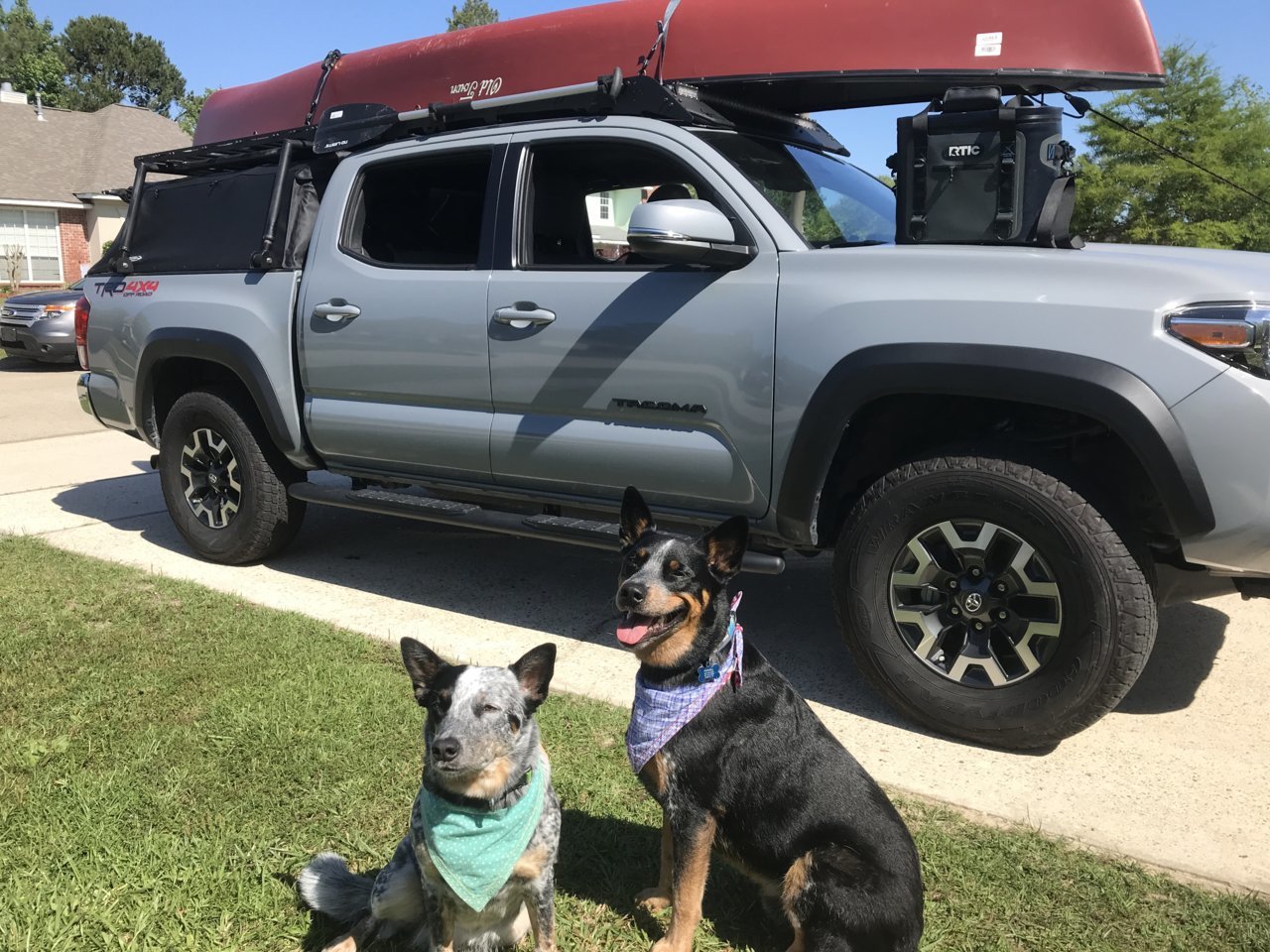 dogs.jpg