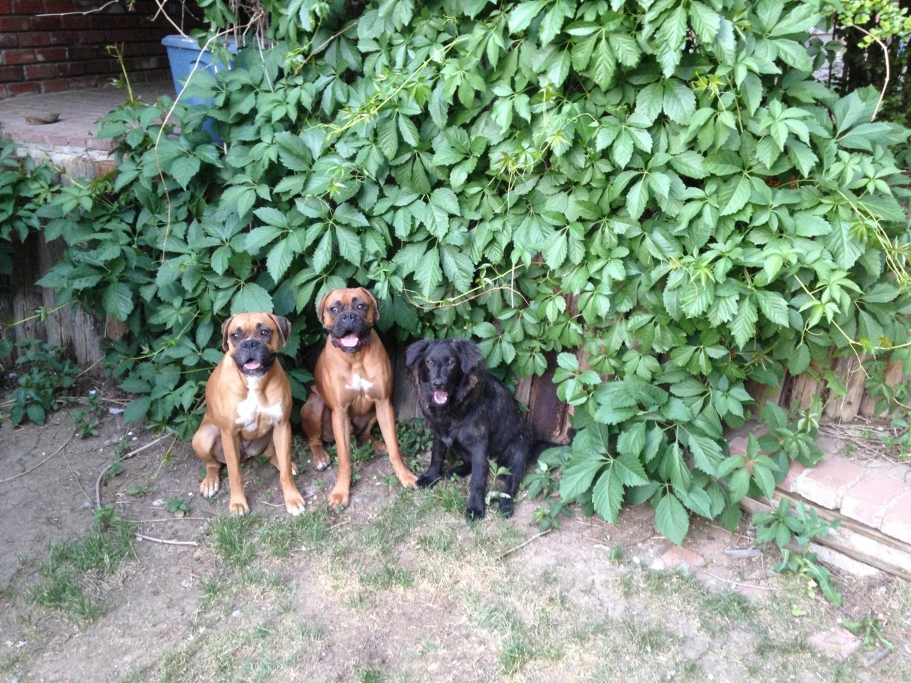 Dogs.jpg