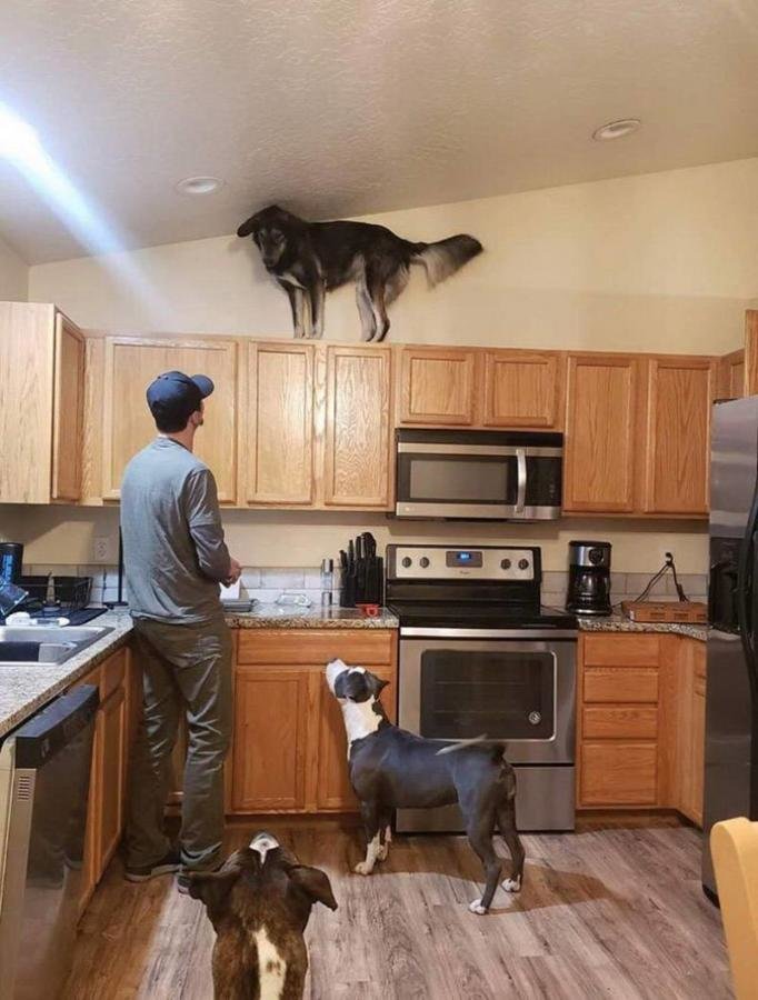 dogs.jpg