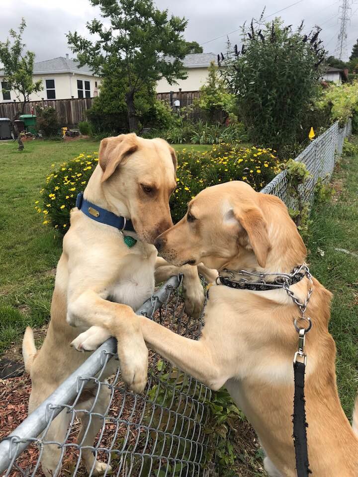 dogs.jpg