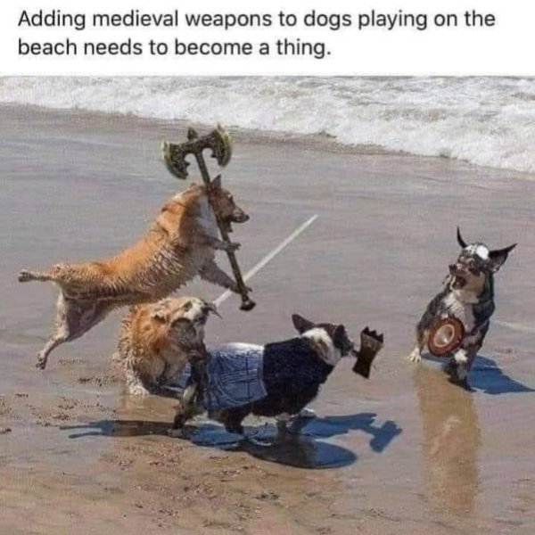 dogs-playing.jpg