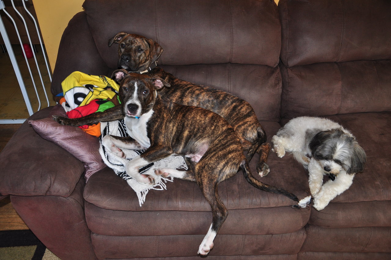 dogs relaxing.jpg