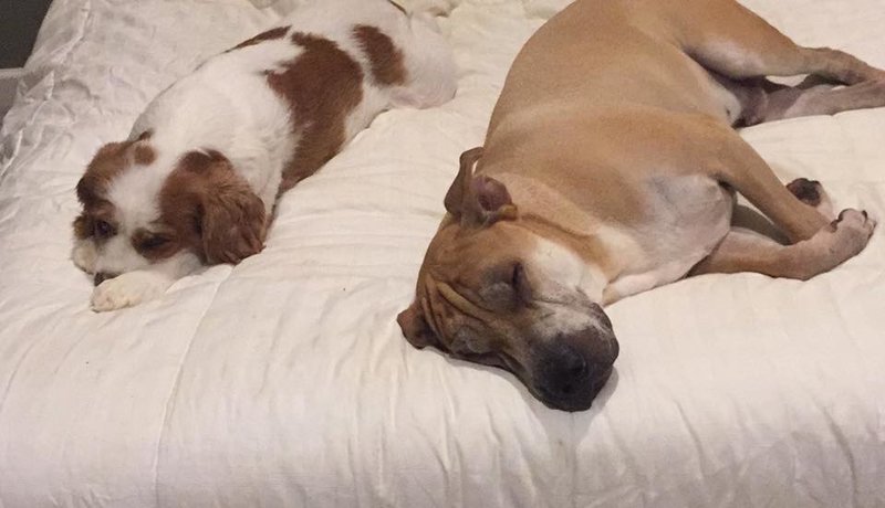 dogs sleeping.jpg