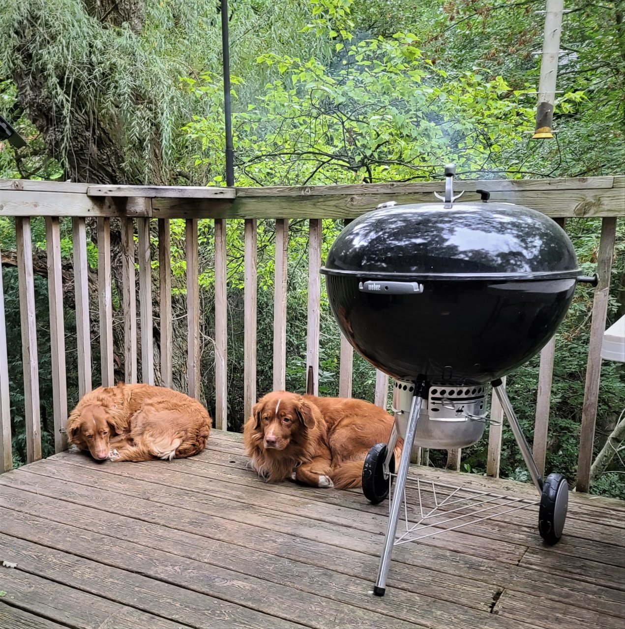 dogs watching.jpg