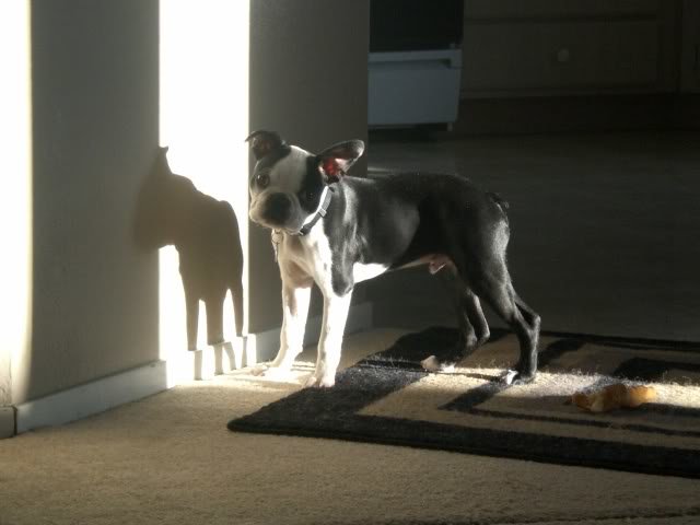 dogs007_7c1c000e31b58782c760524513b91638eb18f18d.jpg