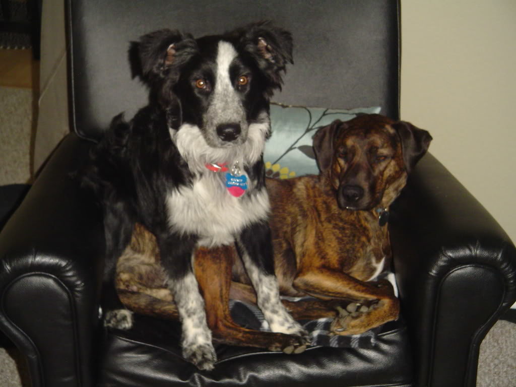 dogs009_0ee87cdde9f8a9ac8632e976701a354ec14a4f92.jpg
