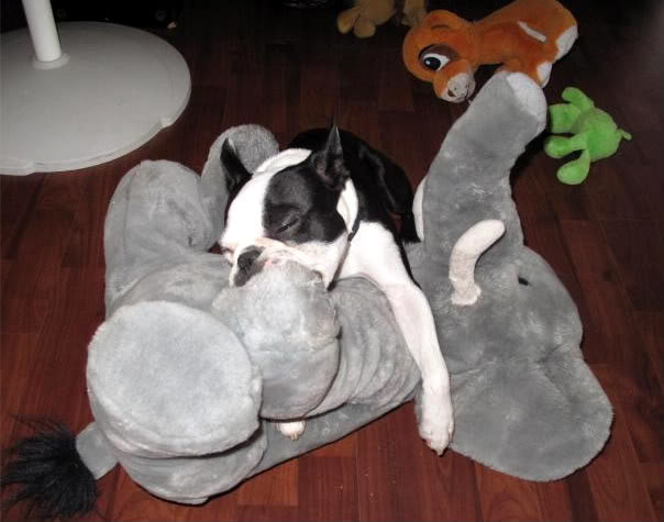 dogs023_b9e146c777ef9d5bda118f4990e35a5df85b8f0f.jpg