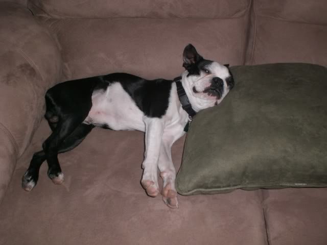 Dogs027-1_4266d971f6120ba5ef1a4d99f94770fae49c2cea.jpg