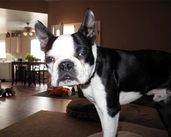 dogs036_55eb0daa867571a75a3706c3ceeadcd0fe2d2fad.jpg