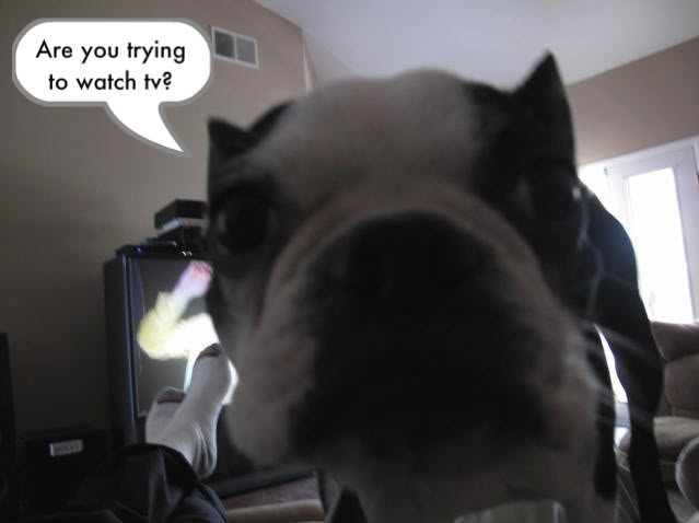 dogs038-1_70fd94e49fb18cadadc9557080e1005810b97d45.jpg