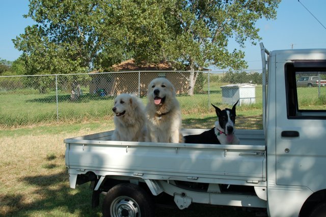 dogs1.jpg