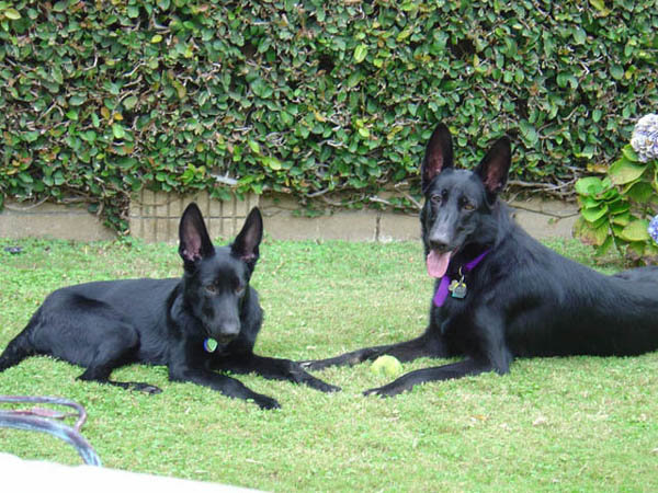 dogs1.jpg
