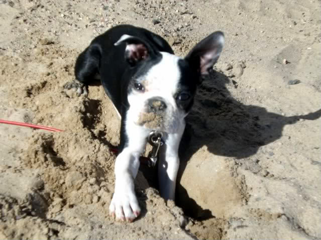 dogs1003_4e5556094d14639a04f5de279d2c90c90197cb47.jpg