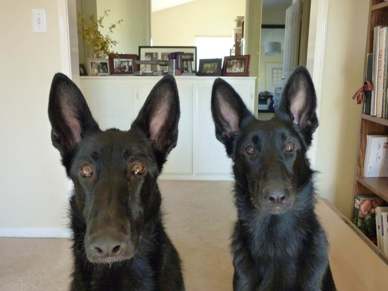 dogs2.jpg