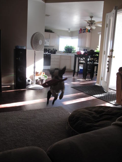 dogs2025_e20aeb5bb231250159c06772903d77bd46079a40.jpg
