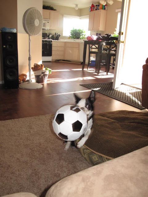 dogs2028_443015d545758c31cd11d8e9e9818ab7ccae9b1b.jpg