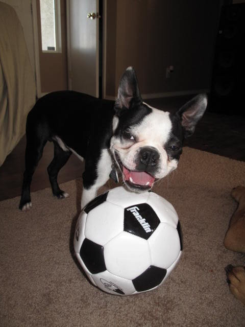 dogs2029_01bfc2aefc9133a7735d3ba638d7c61292cea012.jpg