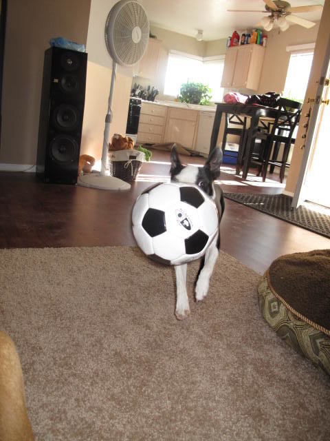dogs2032_d5e68b4be1f73beb9ec00802b50346699dfb88ad.jpg