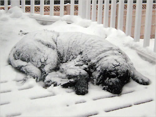 dogs20__1231361208_5152_3f5a930592a684c54e7c9e7a9af3488b3d02e627.jpg