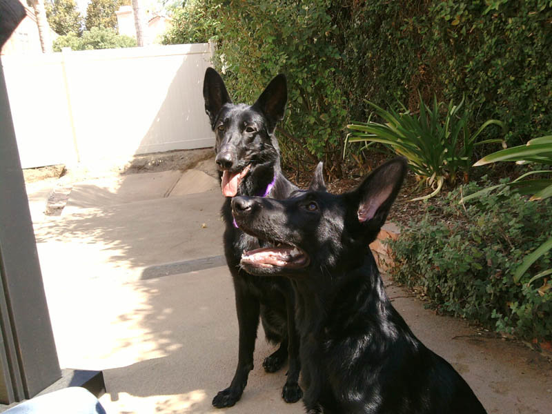 dogs3.jpg