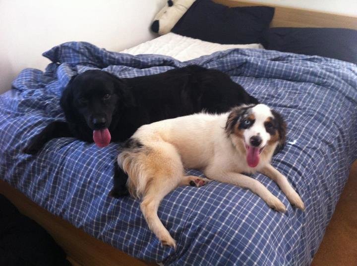 dogs_ab9add8731068f10d7ef72edeb6fc0126ee4ef8a.jpg