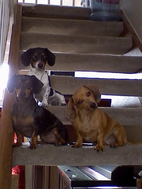 dogs_abf16a2386ece745acc355079e90174424f03a09.jpg
