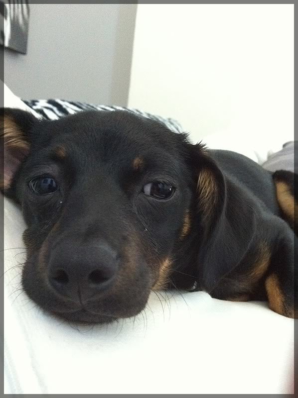 dogschnoz_b6d8b771646d2393f96e4149ccbc52174349d130.jpg