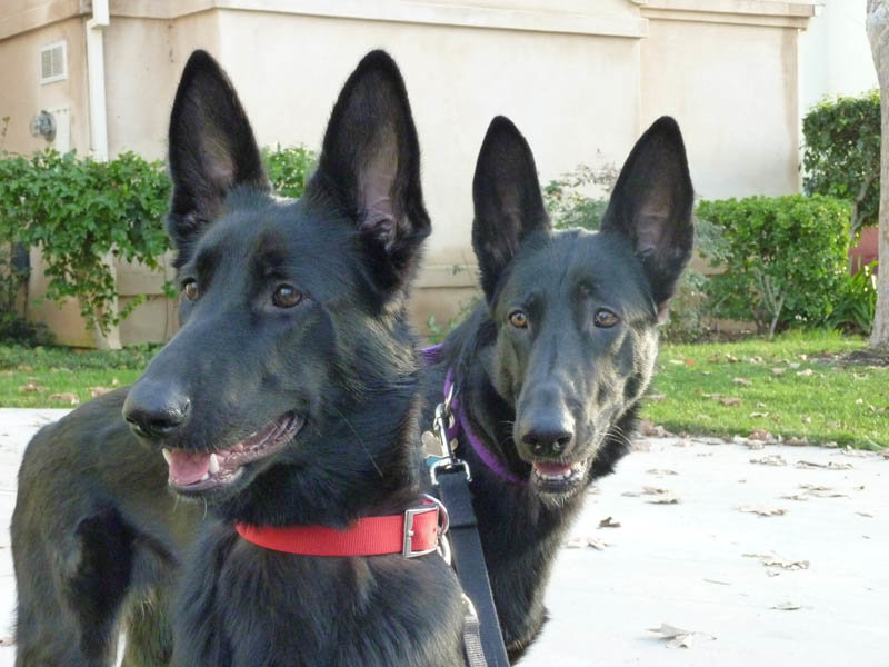 dogsicon.jpg