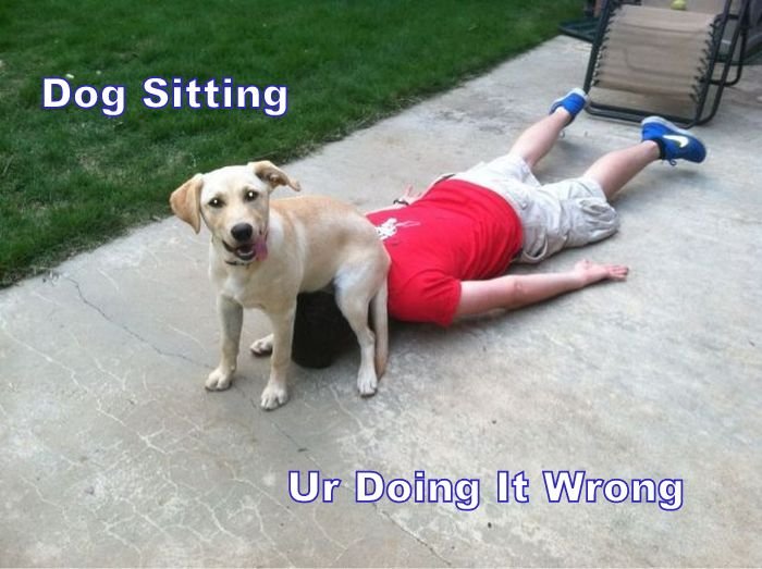 dogsitting-meme.jpg