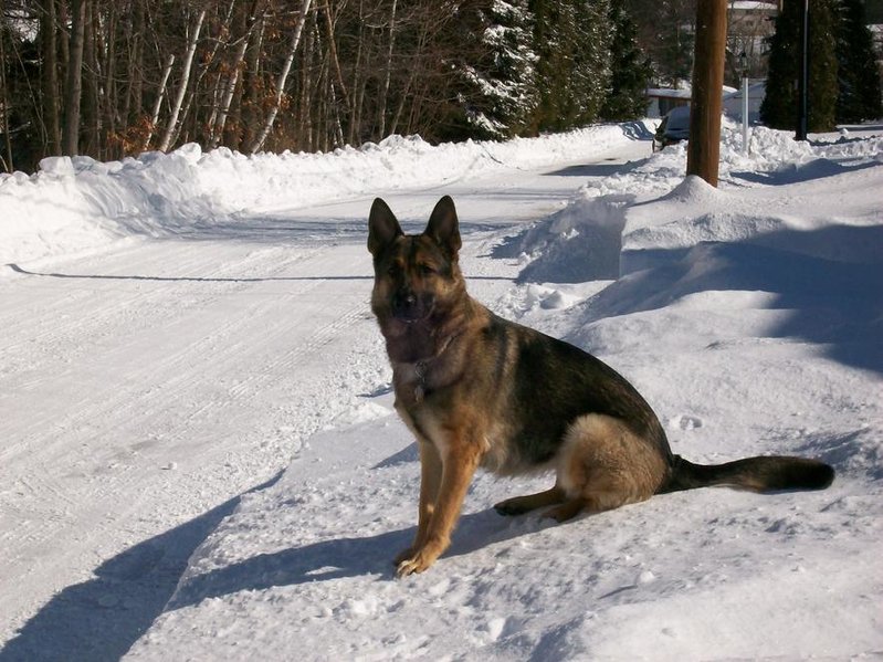 DogSnow.jpg
