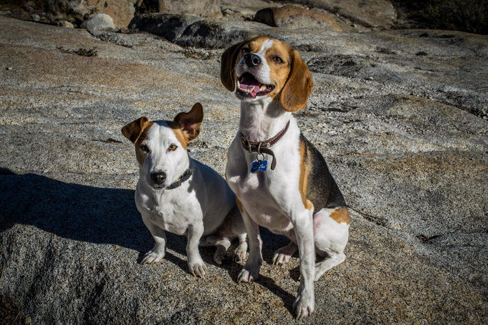 dogsons.jpg