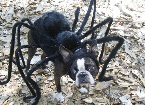 dogspider-1.jpg