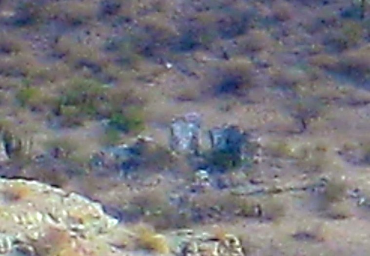 Dolores20Zoom_bbaf84be49cc5acb644eb447301b7685a2f42fcf.jpg