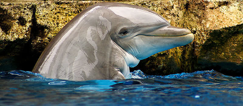 Dolphin_a99cc53091b033ecfeb6046617b87e80662e66a4.jpg