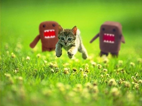 domo.jpg