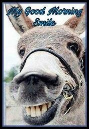 Donkey.jpg
