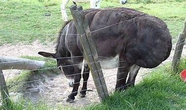 Donkey.jpg